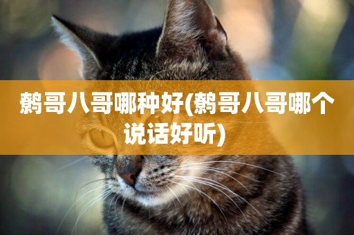 鷯哥八哥哪種好(鷯哥八哥哪個說話好聽) 