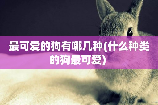 最可愛的狗有哪幾種(什么種類的狗最可愛) 