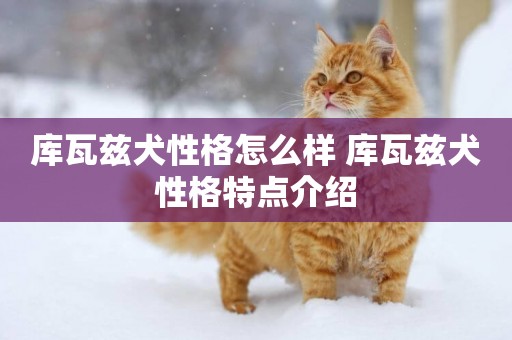 庫瓦茲犬性格怎么樣 庫瓦茲犬性格特點介紹