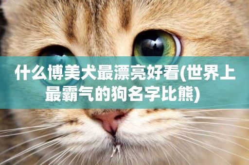 什么博美犬最漂亮好看(世界上最霸氣的狗名字比熊) 