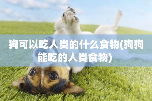 狗可以吃人類的什么食物(狗狗能吃的人類食物) 