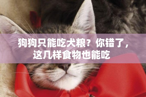 狗狗只能吃犬糧？你錯了，這幾樣食物也能吃 