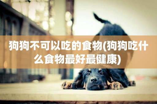 狗狗不可以吃的食物(狗狗吃什么食物最好最健康) 