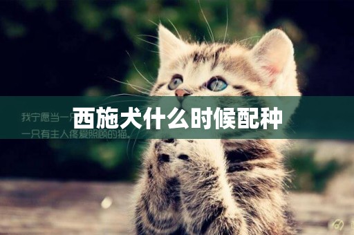 西施犬什么時候配種