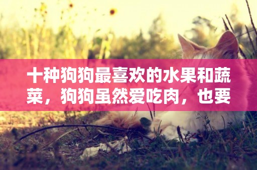 十種狗狗最喜歡的水果和蔬菜，狗狗雖然愛吃肉，也要給它們喂蔬果 