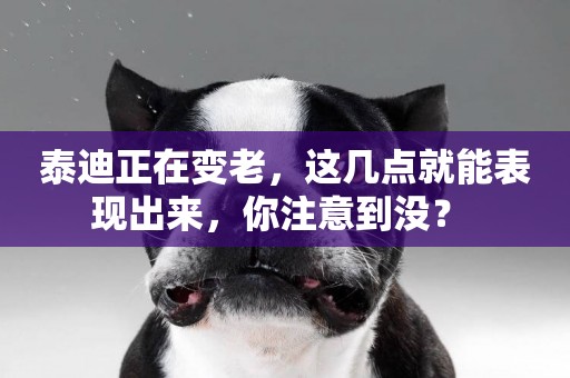 泰迪正在變老，這幾點就能表現出來，你注意到沒？ 