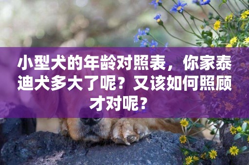 小型犬的年齡對照表，你家泰迪犬多大了呢？又該如何照顧才對呢？ 