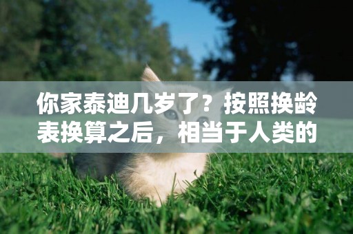 你家泰迪幾歲了？按照換齡表換算之后，相當于人類的幾歲呢？ 