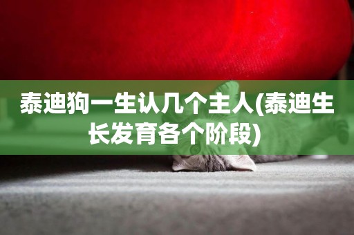 泰迪狗一生認幾個主人(泰迪生長發育各個階段) 