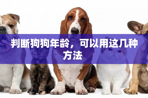 判斷狗狗年齡，可以用這幾種方法 
