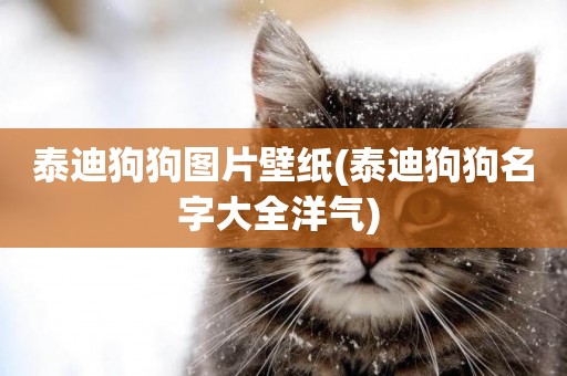 泰迪狗狗圖片壁紙(泰迪狗狗名字大全洋氣) 