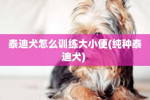 泰迪犬怎么訓練大小便(純種泰迪犬) 