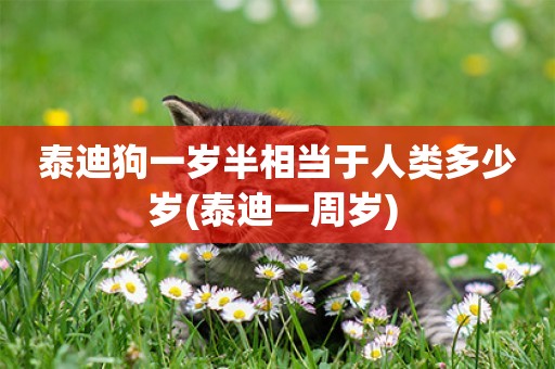 泰迪狗一歲半相當于人類多少歲(泰迪一周歲) 