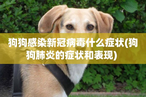 狗狗感染新冠病毒什么癥狀(狗狗肺炎的癥狀和表現) 