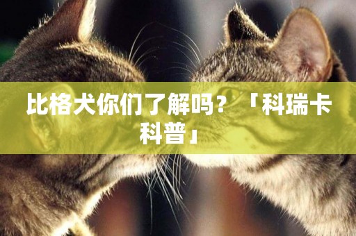比格犬你們了解嗎？「科瑞卡科普」 