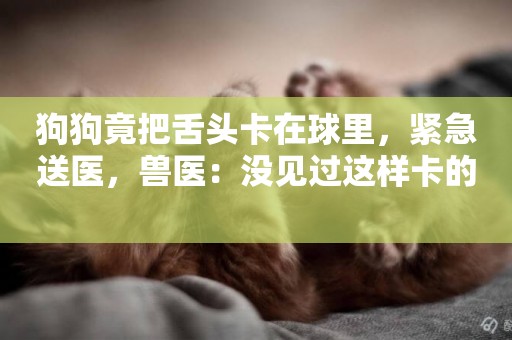 狗狗竟把舌頭卡在球里，緊急送醫，獸醫：沒見過這樣卡的 