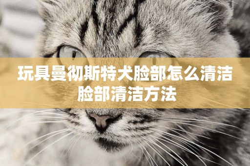 玩具曼徹斯特犬臉部怎么清潔 臉部清潔方法