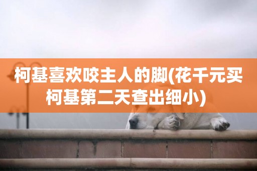 柯基喜歡咬主人的腳(花千元買柯基第二天查出細小) 