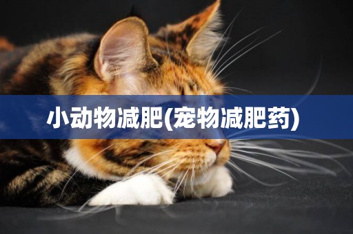小動物減肥(寵物減肥藥) 