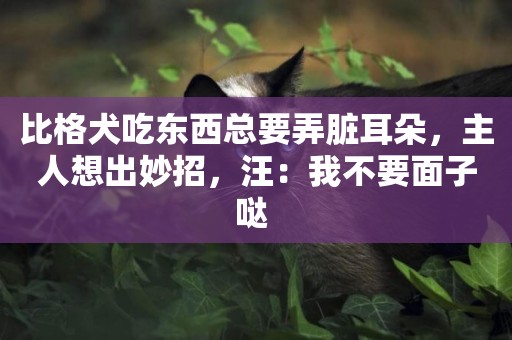 比格犬吃東西總要弄臟耳朵，主人想出妙招，汪：我不要面子噠 