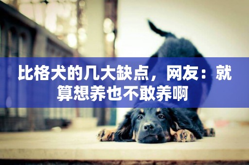 比格犬的幾大缺點，網友：就算想養也不敢養啊 