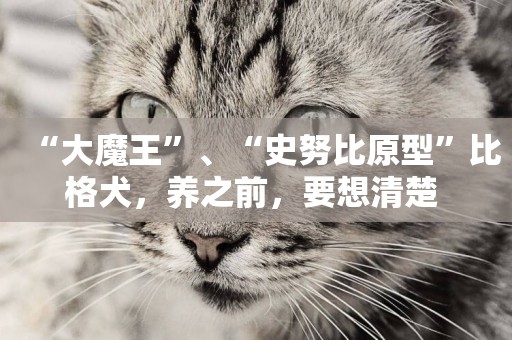 “大魔王”、“史努比原型”比格犬，養之前，要想清楚 