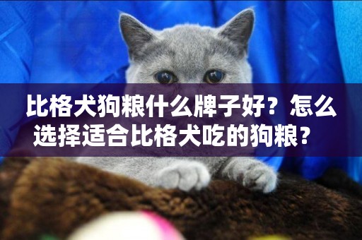 比格犬狗糧什么牌子好？怎么選擇適合比格犬吃的狗糧？ 