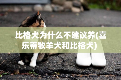 比格犬為什么不建議養(喜樂蒂牧羊犬和比格犬) 