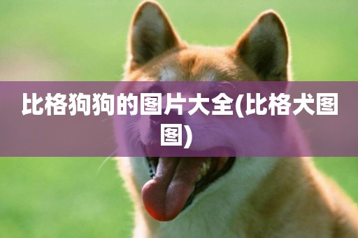 比格狗狗的圖片大全(比格犬圖圖) 