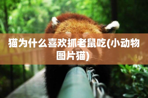 貓為什么喜歡抓老鼠吃(小動物圖片貓) 