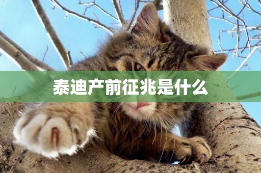 泰迪產前征兆是什么