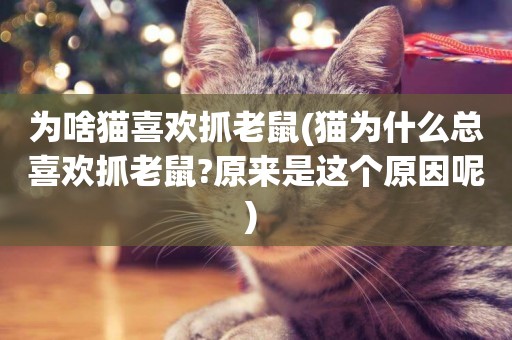為啥貓喜歡抓老鼠(貓為什么總喜歡抓老鼠?原來是這個原因呢) 