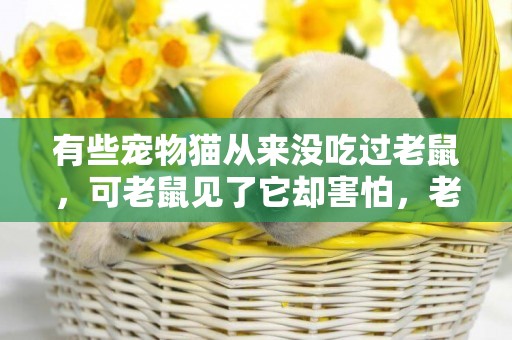 有些寵物貓從來沒吃過老鼠，可老鼠見了它卻害怕，老鼠為什么怕貓 