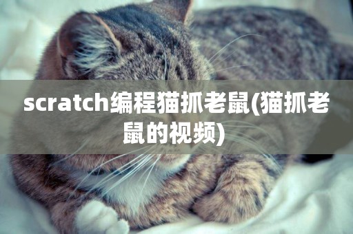 scratch編程貓抓老鼠(貓抓老鼠的視頻) 