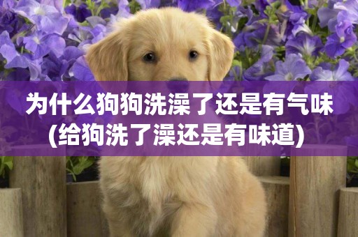 為什么狗狗洗澡了還是有氣味(給狗洗了澡還是有味道) 