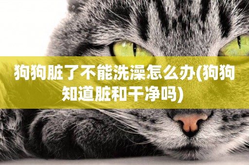 狗狗臟了不能洗澡怎么辦(狗狗知道臟和干凈嗎) 