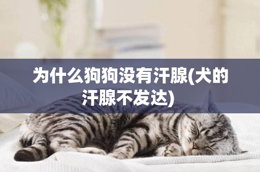 為什么狗狗沒有汗腺(犬的汗腺不發達) 