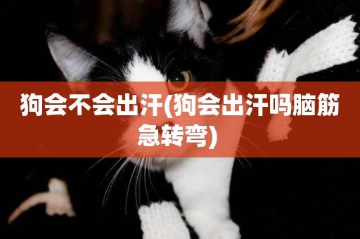 狗會不會出汗(狗會出汗嗎腦筋急轉彎) 