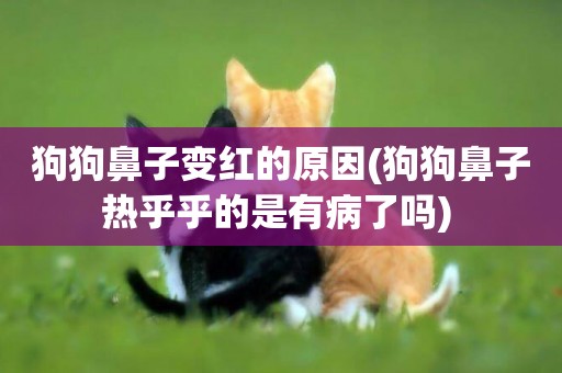 狗狗鼻子變紅的原因(狗狗鼻子熱乎乎的是有病了嗎) 