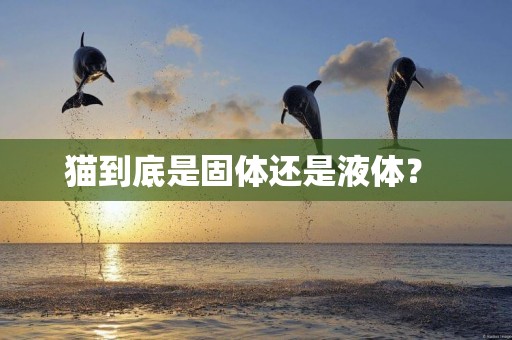 貓到底是固體還是液體？ 