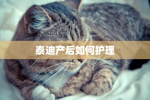 泰迪產后如何護理