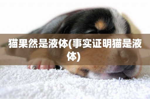 貓果然是液體(事實證明貓是液體) 