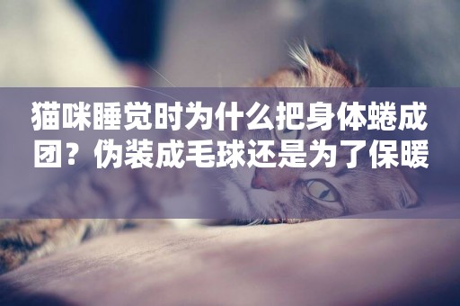 貓咪睡覺時為什么把身體蜷成團？偽裝成毛球還是為了保暖 