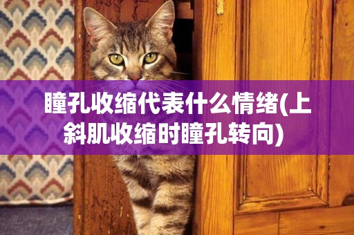 瞳孔收縮代表什么情緒(上斜肌收縮時瞳孔轉向) 