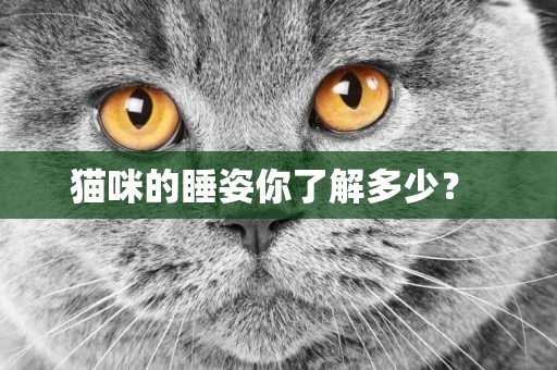 貓咪的睡姿你了解多少？ 