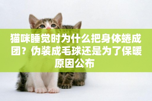 貓咪睡覺時為什么把身體蜷成團？偽裝成毛球還是為了保暖原因公布 