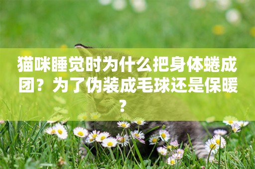 貓咪睡覺時為什么把身體蜷成團？為了偽裝成毛球還是保暖？ 