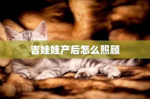 吉娃娃產后怎么照顧