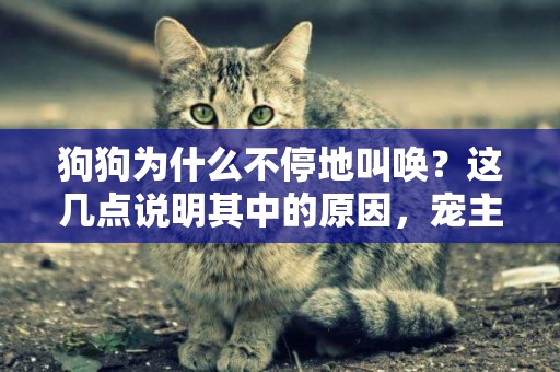 狗狗為什么不停地叫喚？這幾點說明其中的原因，寵主們可別誤會了 