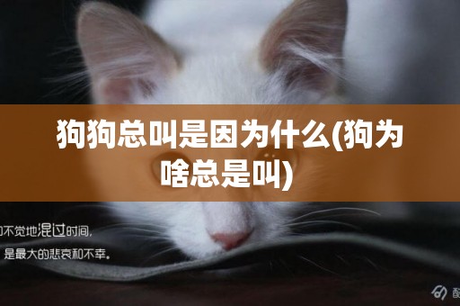 狗狗總叫是因為什么(狗為啥總是叫) 